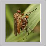 Empis sp - Tanzfliege 01c 12mm.jpg
